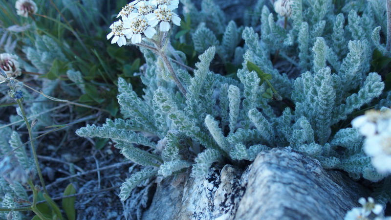 Achillea nana / Millefoglio nano